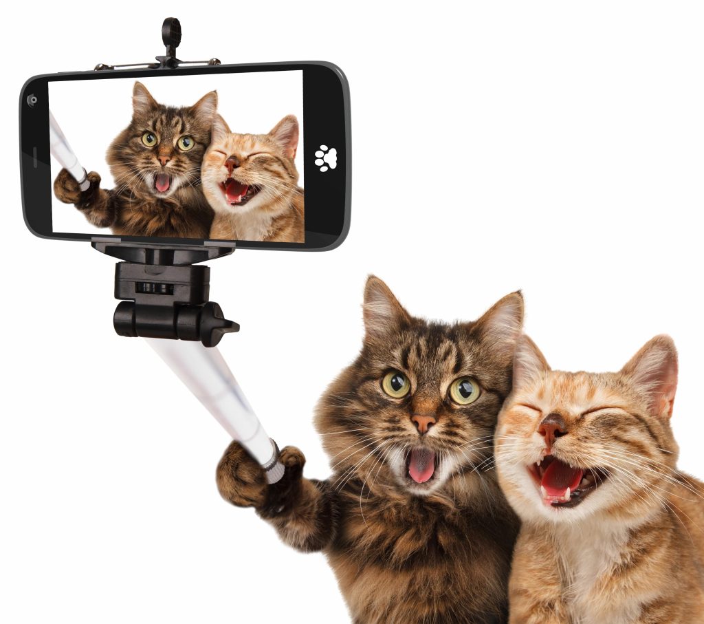 Cat Selfie