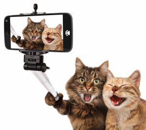 Cat Selfie